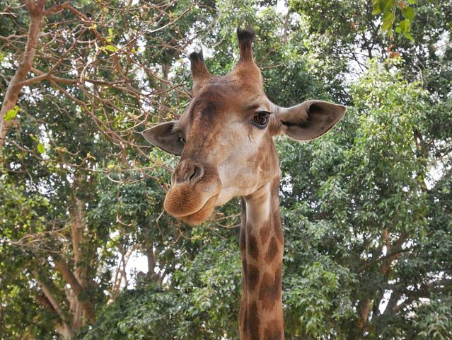 Chiang Mai Zoo